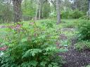 DSC02909.JPG